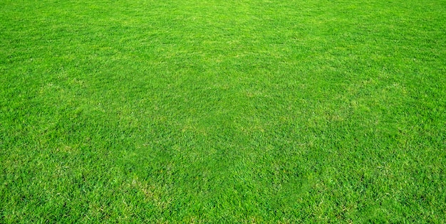 Paesaggio del campo di erba nell'uso verde del parco pubblico come sfondo naturale. trama di erba verde da un campo.