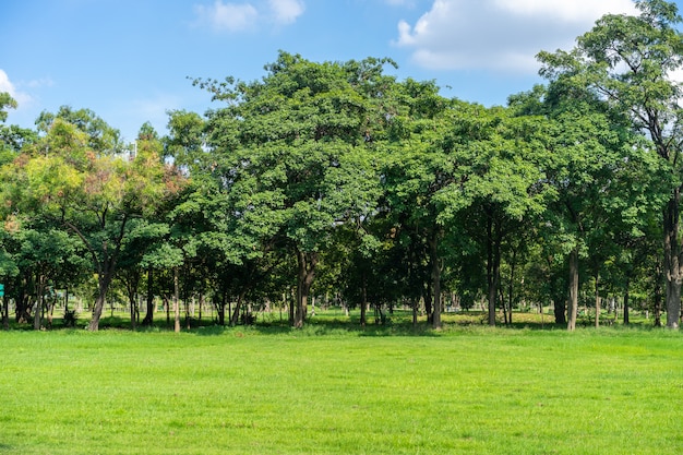 Landscape of grass field and green public park