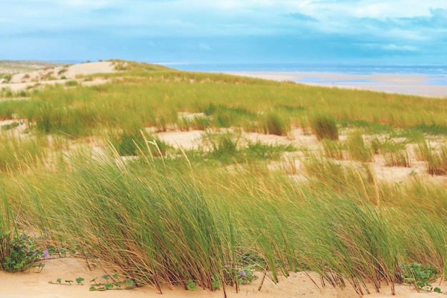 Photo landscape of grass and sand dunes on wild beach