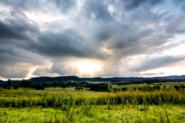 Landscape of Grassland and trees in Thung Salaeng Luang National Park Phetchabun province Thailand