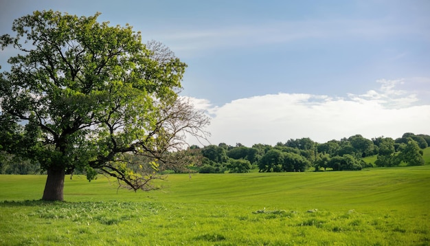 landscape green beautiful nature outdoor sky countryside grass tree forest background