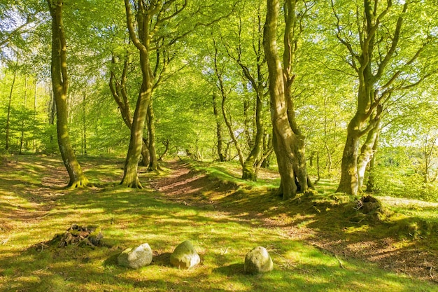 Landscape green and copyspace view of a lush nature forest in the countryside in summer Beautiful peaceful and remote view of a natural environment with trees greenery and plants in spring