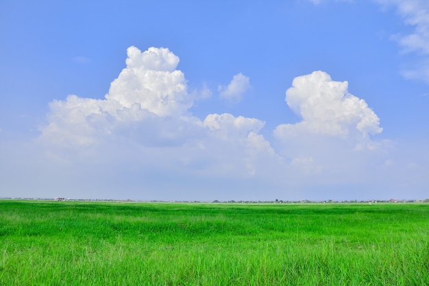 Пейзаж зеленое поле и голубое небо фон для вашей текстуры или дизайна