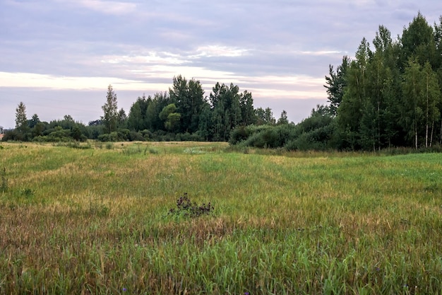 Landscape on a green field at sunset