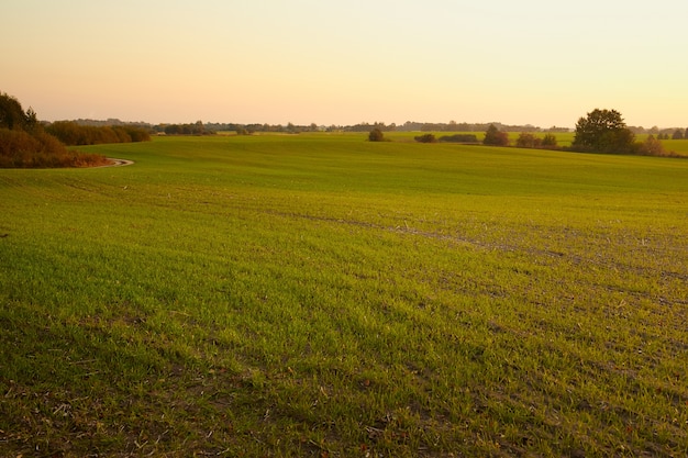 Landscape of a green field.