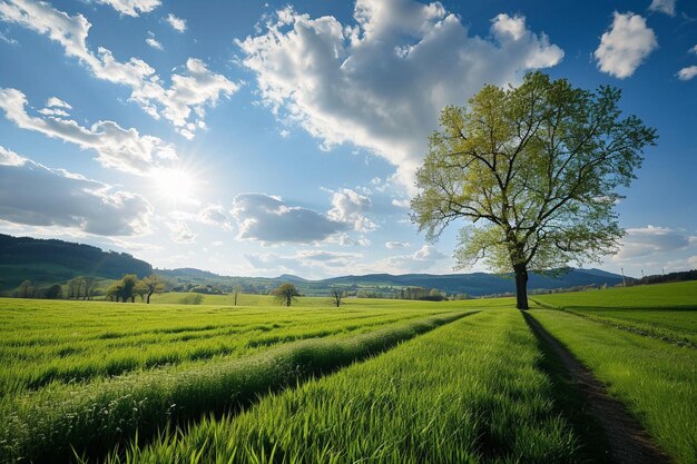 緑の畑の風景