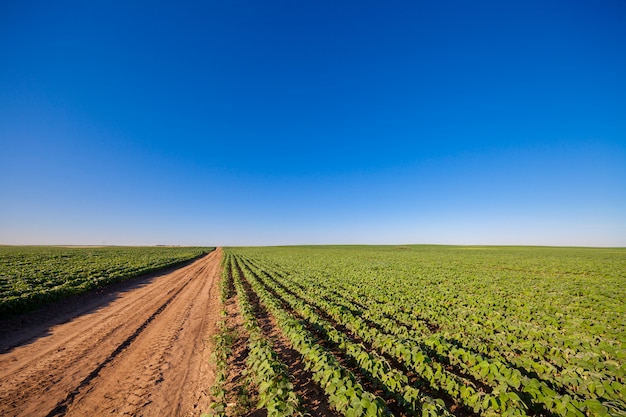 Landscape on a green field.