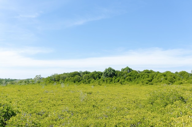 Landscape green forest in the blue sky background