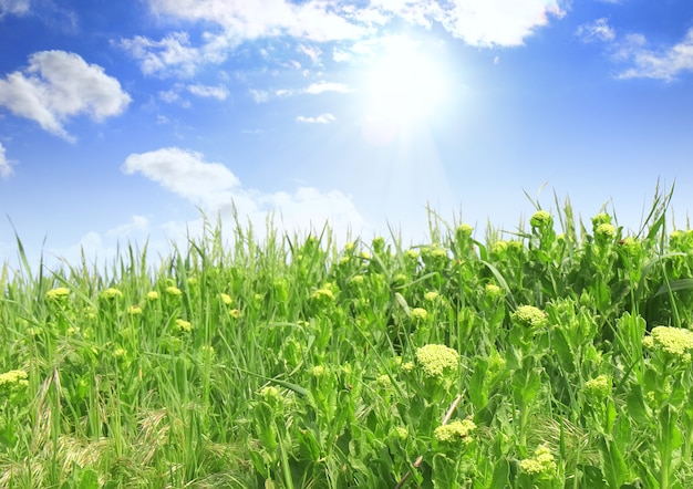 Пейзаж - зеленая трава, голубое небо и белые облака