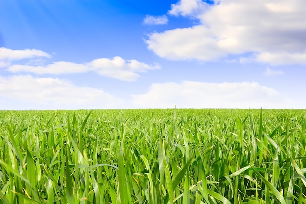 Landscape- green grass, the blue sky and white clouds