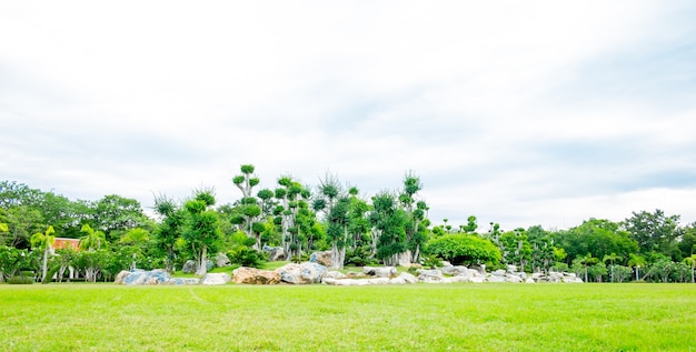 Landscape of green grass and group of bonsai tree