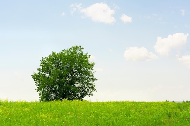 Landscape Green meadow and tree blue sky Beautiful view