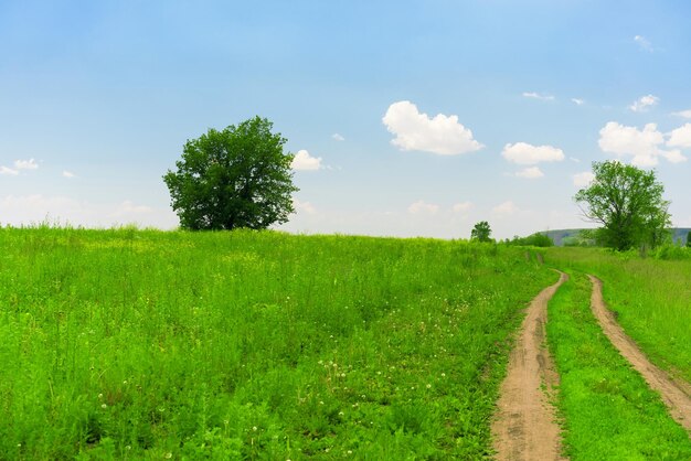 Landscape Green meadow and tree road goes into the distance Beautiful view