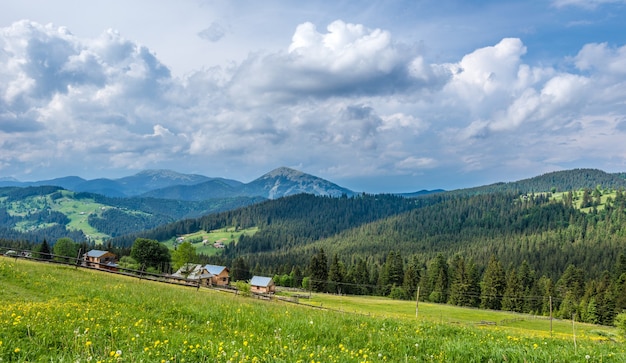 Paesaggio di prati verdi sullo sfondo di un bosco di conifere