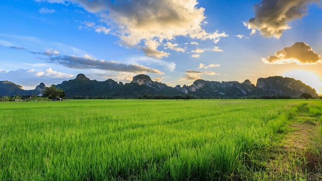 Landscape green rice and blue sky in Thailand 