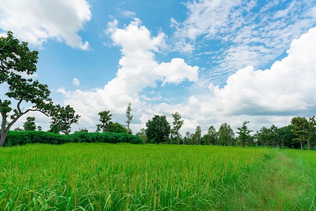 Landscape green rice field and cassava plantation Rice farm with blue sky and clouds Agriculture