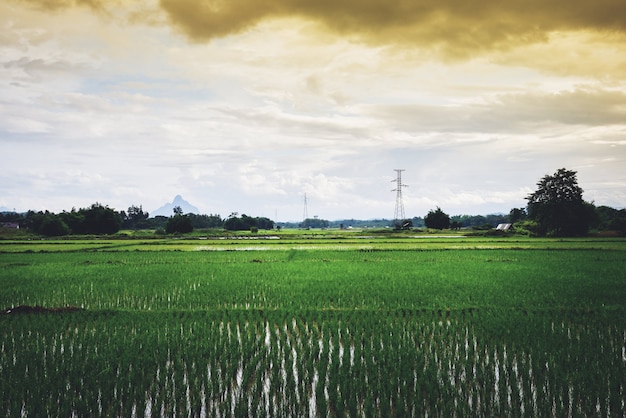 Пейзаж зеленое рисовое поле с электрическим полюсом высокого напряжения и горный закат