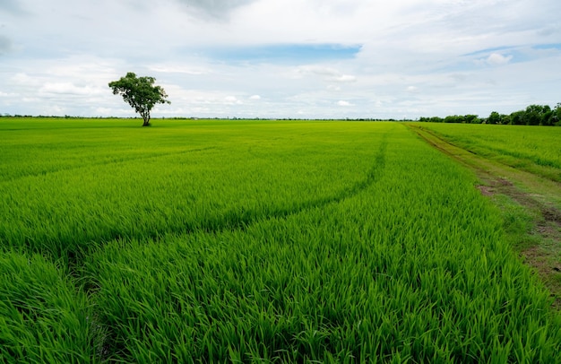 Paesaggio del campo di riso verde con un albero solitario e cielo blu piantagione di riso verde risaia