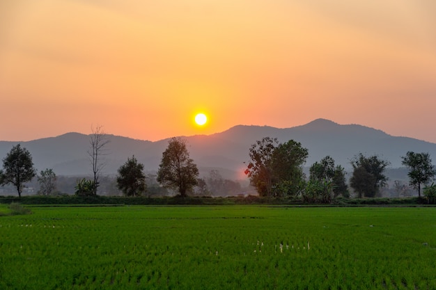 Landscape of Green rice field  with mountain on background in sunset