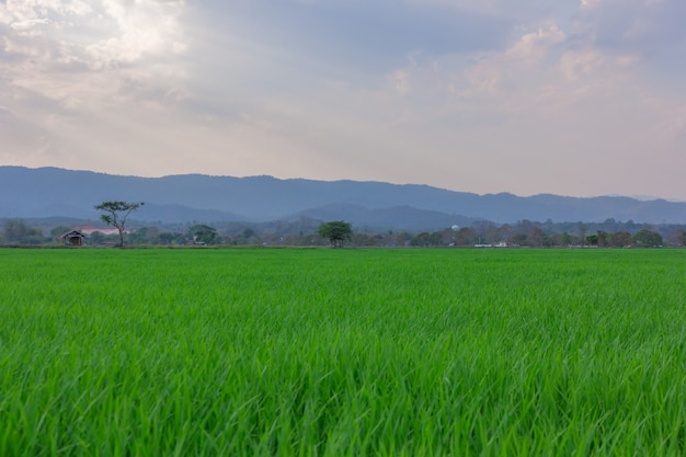 Landscape of Green rice field  with mountain on background 