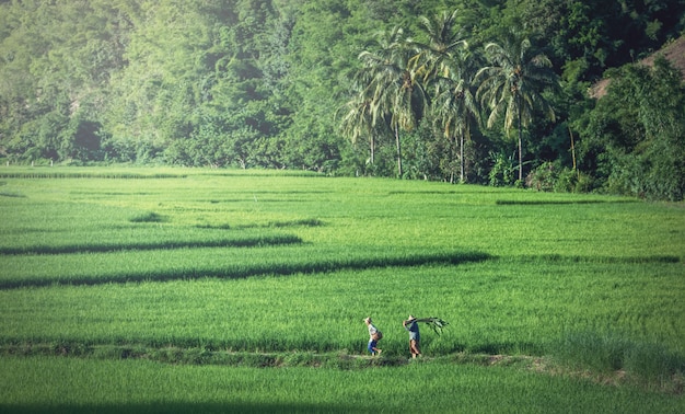 Landscape of the green rice fields