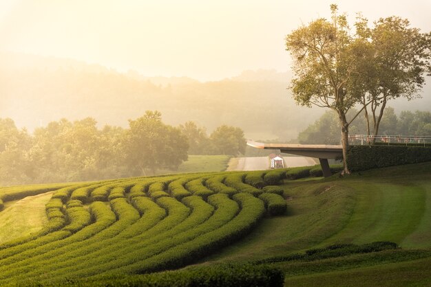 Landscape green tea farm in the morning sunrise