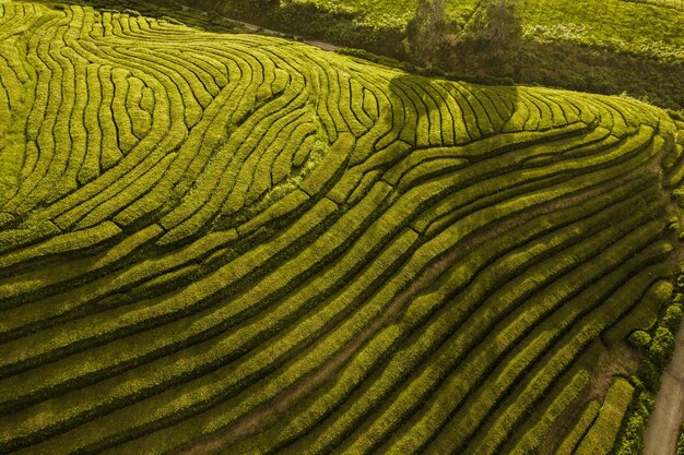 緑茶畑の風景