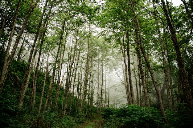 遠くに霧のある緑の細い背の高い木の幹の森の風景