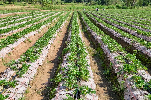 Piantagione di fragole con solco paesaggistico