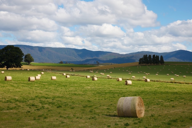 Landscape harvest and moutains