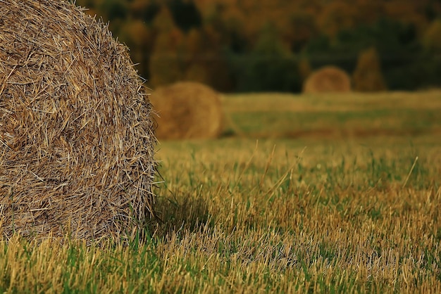 landscape haystacks in a field of autumn village