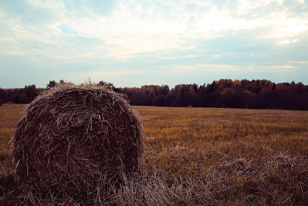 landscape haystacks in a field of autumn village