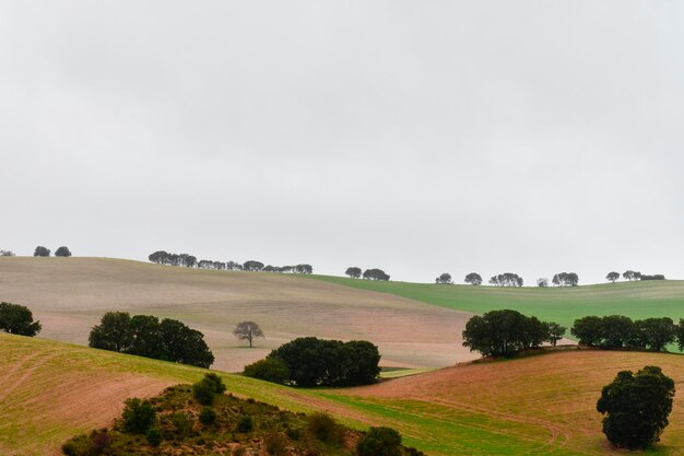 Landscape of the hehesa cerealistica of the Eastern Mountains of Granada - Spain 