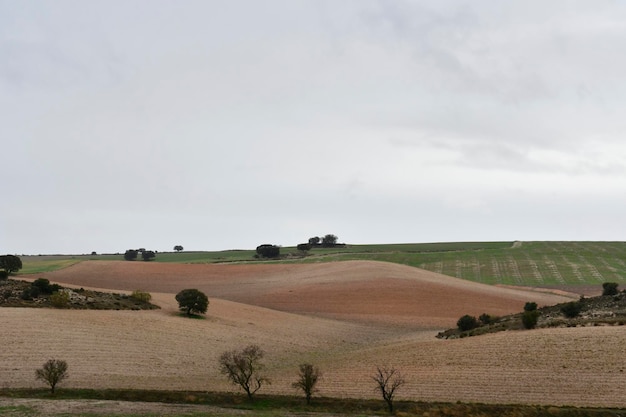 Landscape of the hehesa cerealistica of the Eastern Mountains of Granada - Spain 