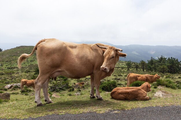 Landscape of a herd of cows with a calf in the field grazing