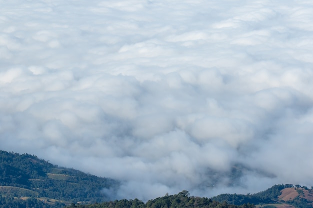 The landscape of high mountain fog covered forest.