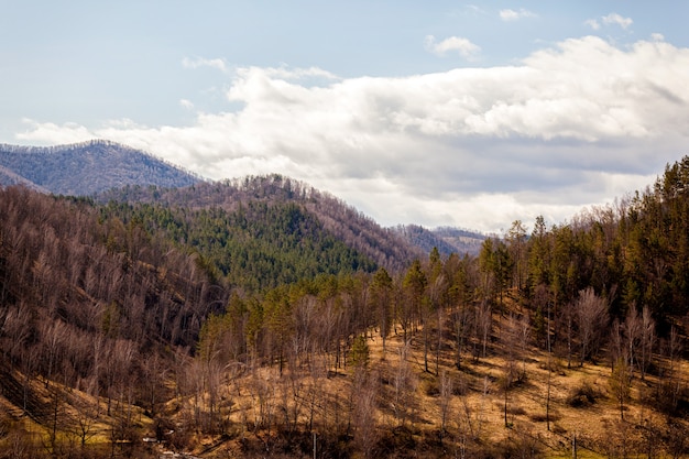 Landscape of the high mountains of the Altai of the chemal district in early spring with coniferous and birch forest, the sky is covered with clouds