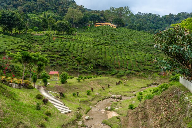 Landscape of hills with green tea fields and mountain river. Pure green nature