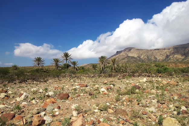 The landscape on Homhil plateau Socotra island Indian ocean Yemen