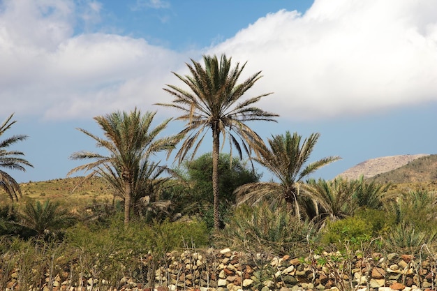 Homhil 고원 Socotra 섬 인도양 예멘의 풍경