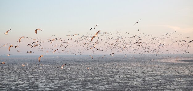 日没時に空を飛ぶ多くのカモメの風景画像。