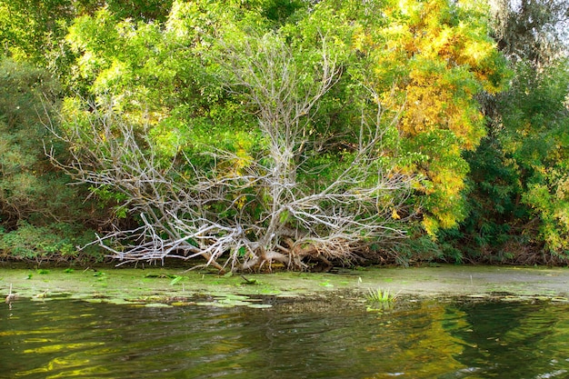 写真 大きな川岸の植生の風景画像