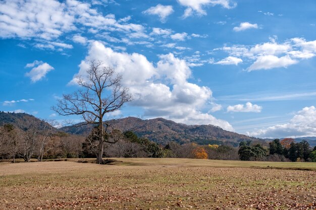 Immagine orizzontale di un singolo albero tronco morto in un campo con lo sfondo del cielo blu