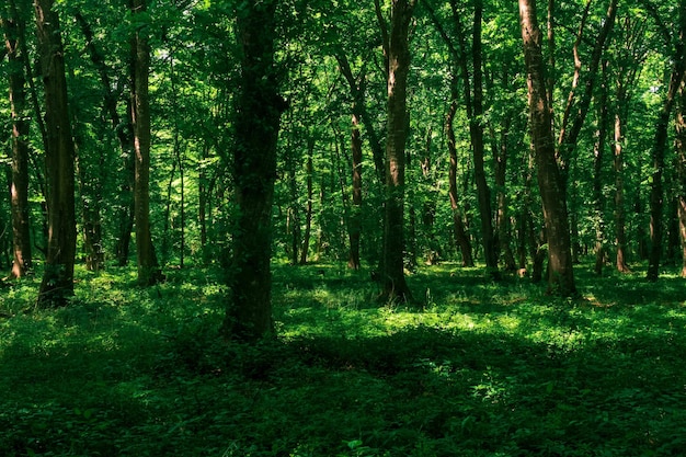 写真 密な下草が生えている日陰の森の茂みの風景