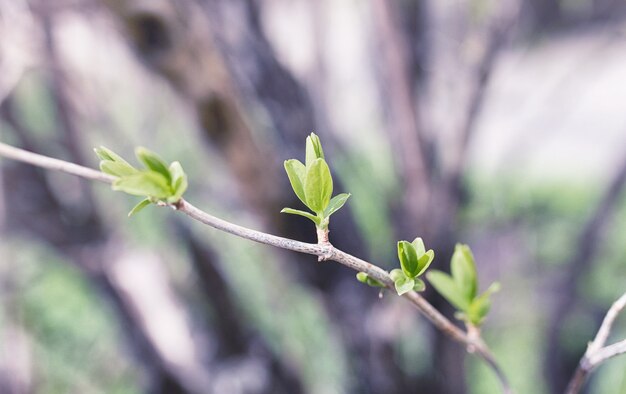 写真 風景は夏です。田園風景の中の緑の木々や草。自然の夏の日。茂みに残します。