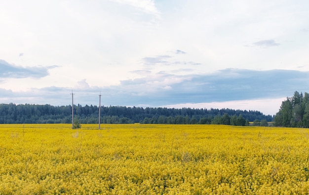 Landscape is summer. Green trees and grass in a countryside landscape. Nature summer day. Leaves on bushes.