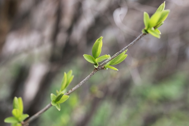 Landscape is summer. Green trees and grass in a countryside landscape. Nature summer day. Leaves on bushes.