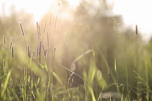 風景は夏です。田園風景の中の緑の木々や草。自然の夏の日。茂みに残します。