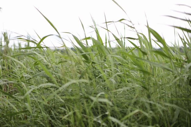 風景は夏です。田園風景の中の緑の木々や草。自然の夏の日。茂みに残します。