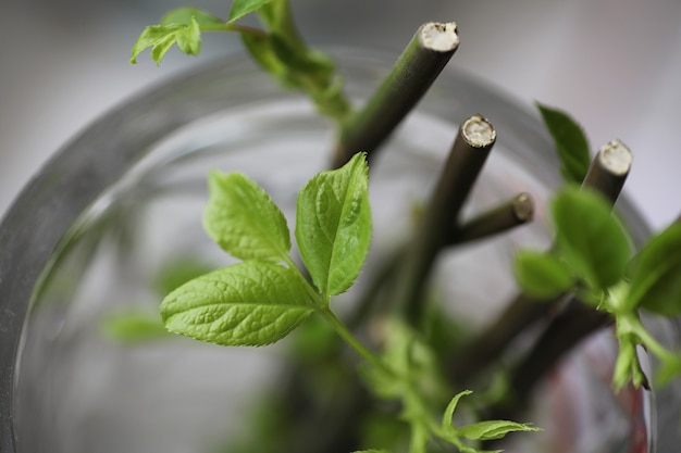 風景は夏です。田園風景の中の緑の木々や草。自然の夏の日。茂みに残します。